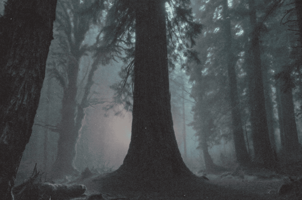 A mist-shrouded forest at dawn, with towering ancient trees silhouetted against pale morning light, evoking quiet reverence and the slow breath of the earth.
