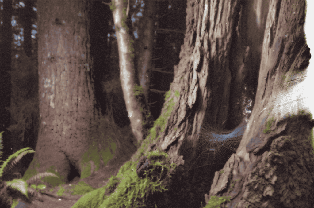 A mossy forest scene at dawn, where a delicate spider web glows between ancient tree trunks, capturing the quiet pulse of life in the undergrowth.