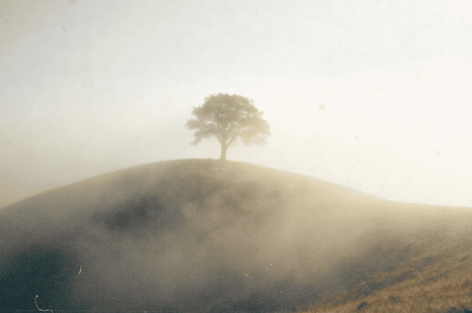 A lone tree stands on top of a grassy hill surrounded by light fog, with soft sunlight filtering through the mist.