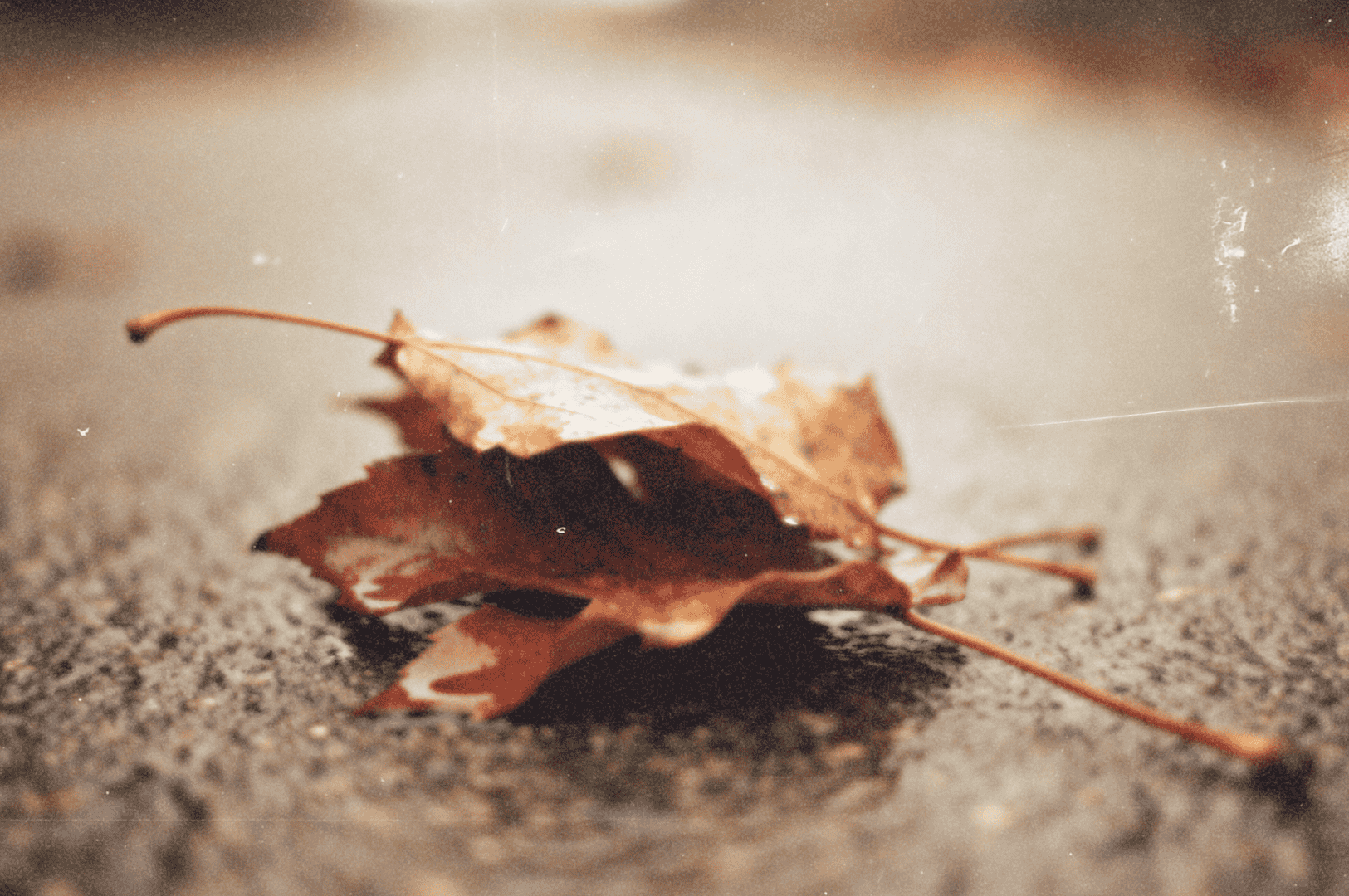 Close-up of a brown autumn leaf lying on a wet road, softly out of focus.