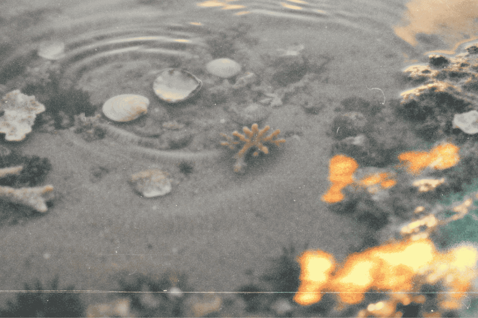 Soft, sunlit tide pool with a tiny shells and calm water rings.