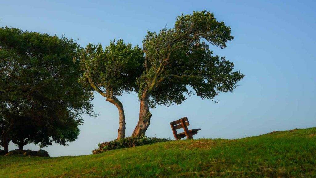 A lone wooden bench sits nestled beneath the canopy of a wind-swept tree on a vibrant green grassy hill. The scene is captured at a low angle against a clear, bright blue sky during the golden hour, creating a peaceful and minimalist atmosphere.