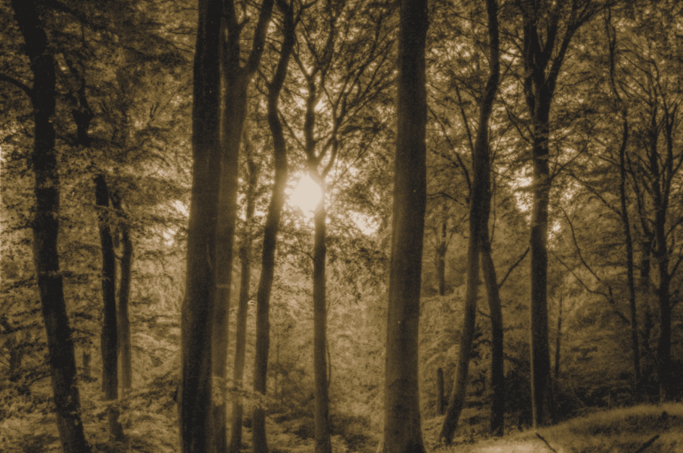 Sepia-toned forest scene with sunlight streaming through tall trees, casting long shadows on the forest floor—evoking tranquility, introspection, and the quiet resilience of nature as a space for healing.