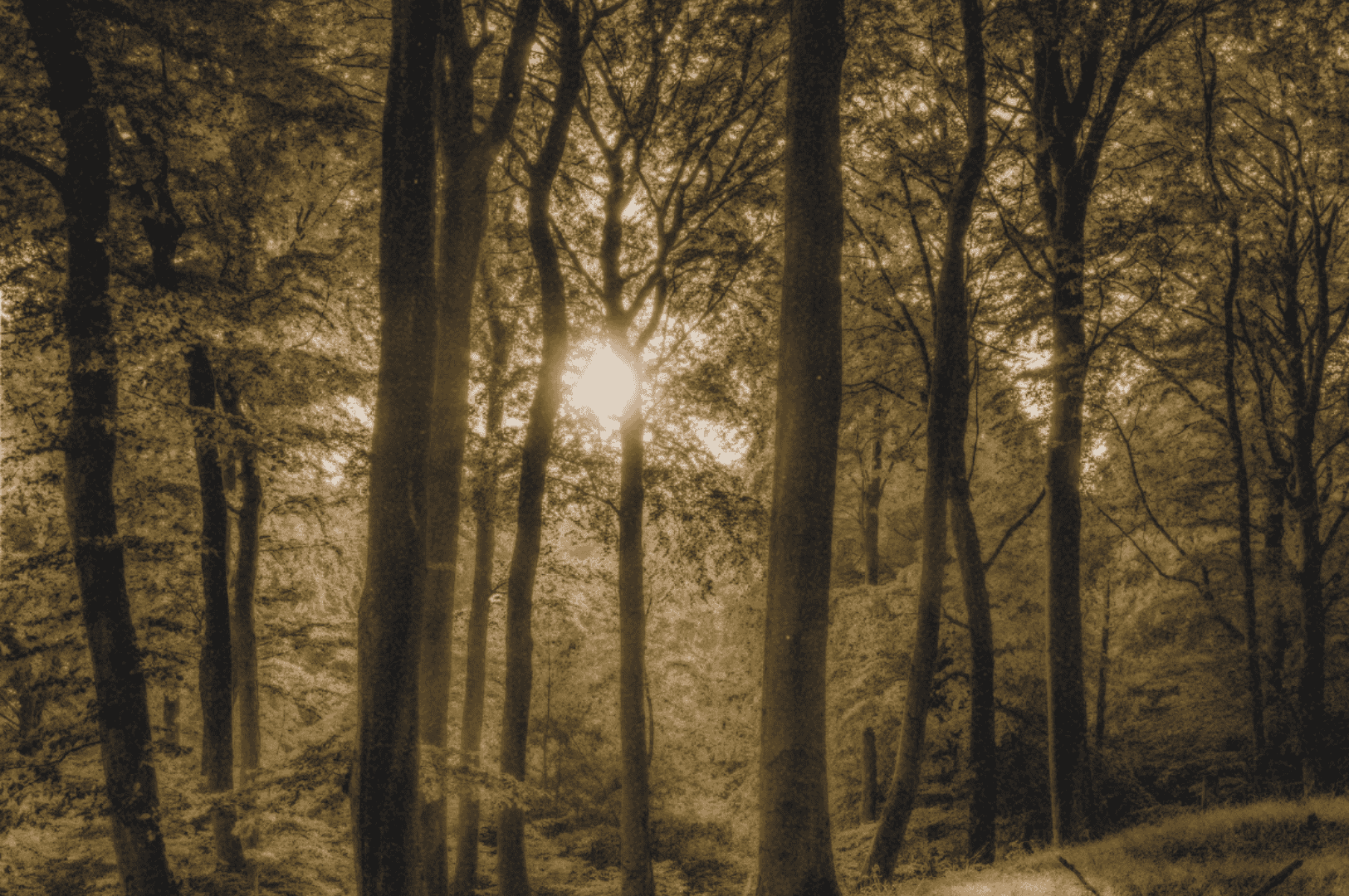 Sepia-toned forest scene with sunlight streaming through tall trees, casting long shadows on the forest floor—evoking tranquility, introspection, and the quiet resilience of nature as a space for healing.