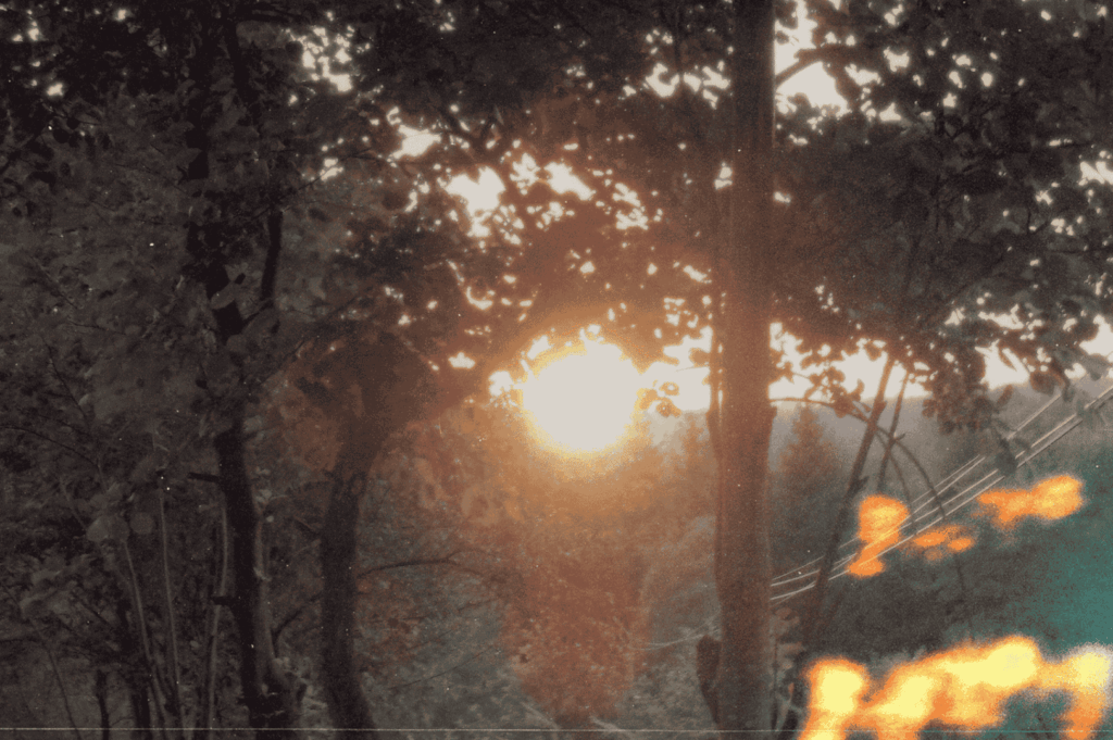  Golden sunlight piercing through dense forest foliage, with power lines and a fiery light flare—blending human presence and natural drama in a landscape charged with emotional recovery and transformation.