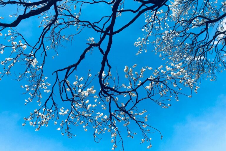 Dark, gnarled tree branches adorned with delicate white blossoms stretch across a vibrant blue sky.