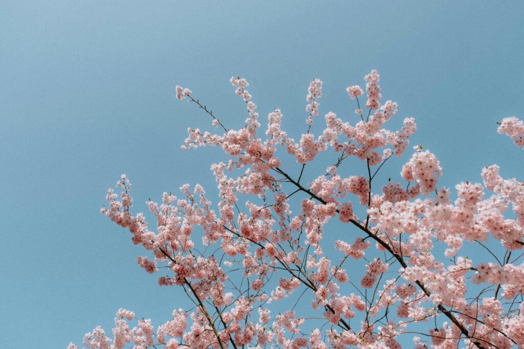 Clusters of delicate pink cherry blossoms bloom profusely on thin branches, set against a pristine, solid blue sky.
