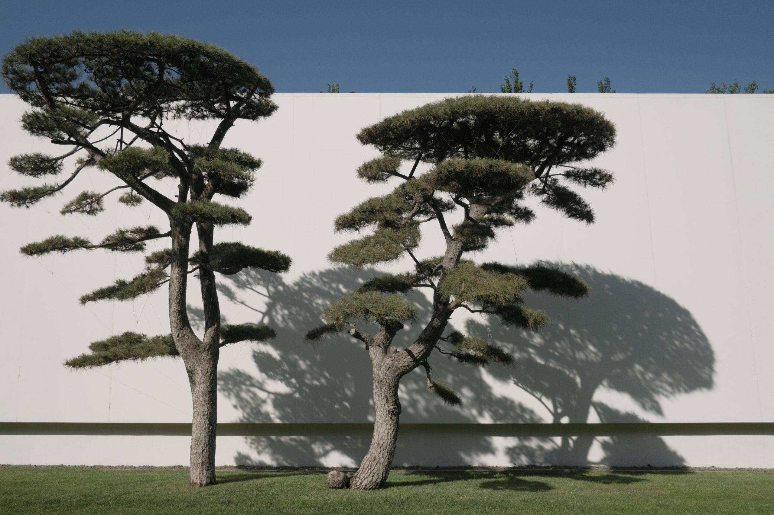 Two meticulously pruned pine trees stand on a manicured lawn against a stark, white wall under a clear blue sky.