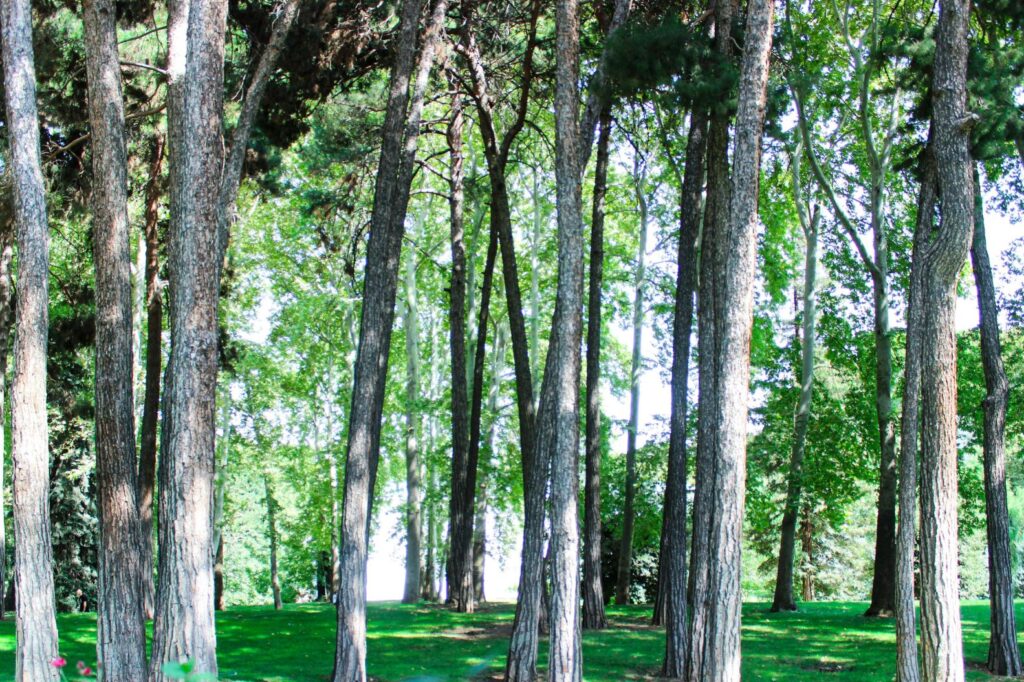 Tall, slender tree trunks with textured bark dominate the foreground, rising vertically from a vibrant green lawn.