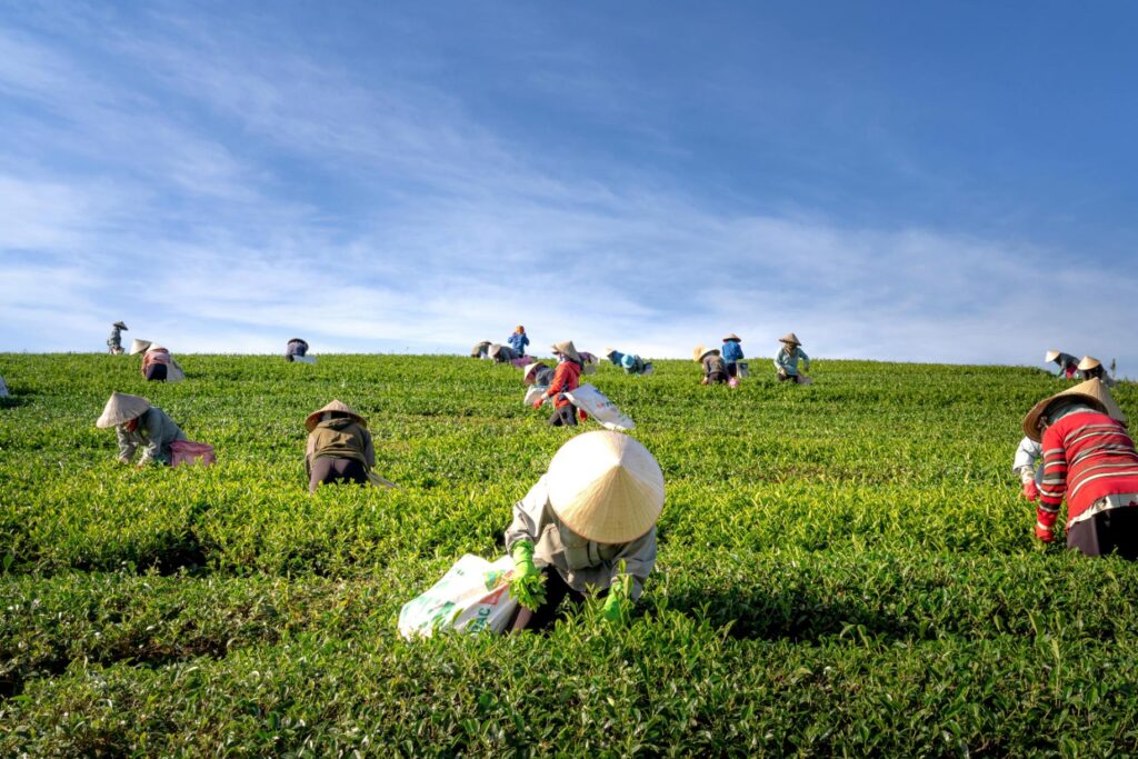 Workers wearing traditional conical hats harvest tea leaves across a lush, vibrant green hillside under a bright blue sky.