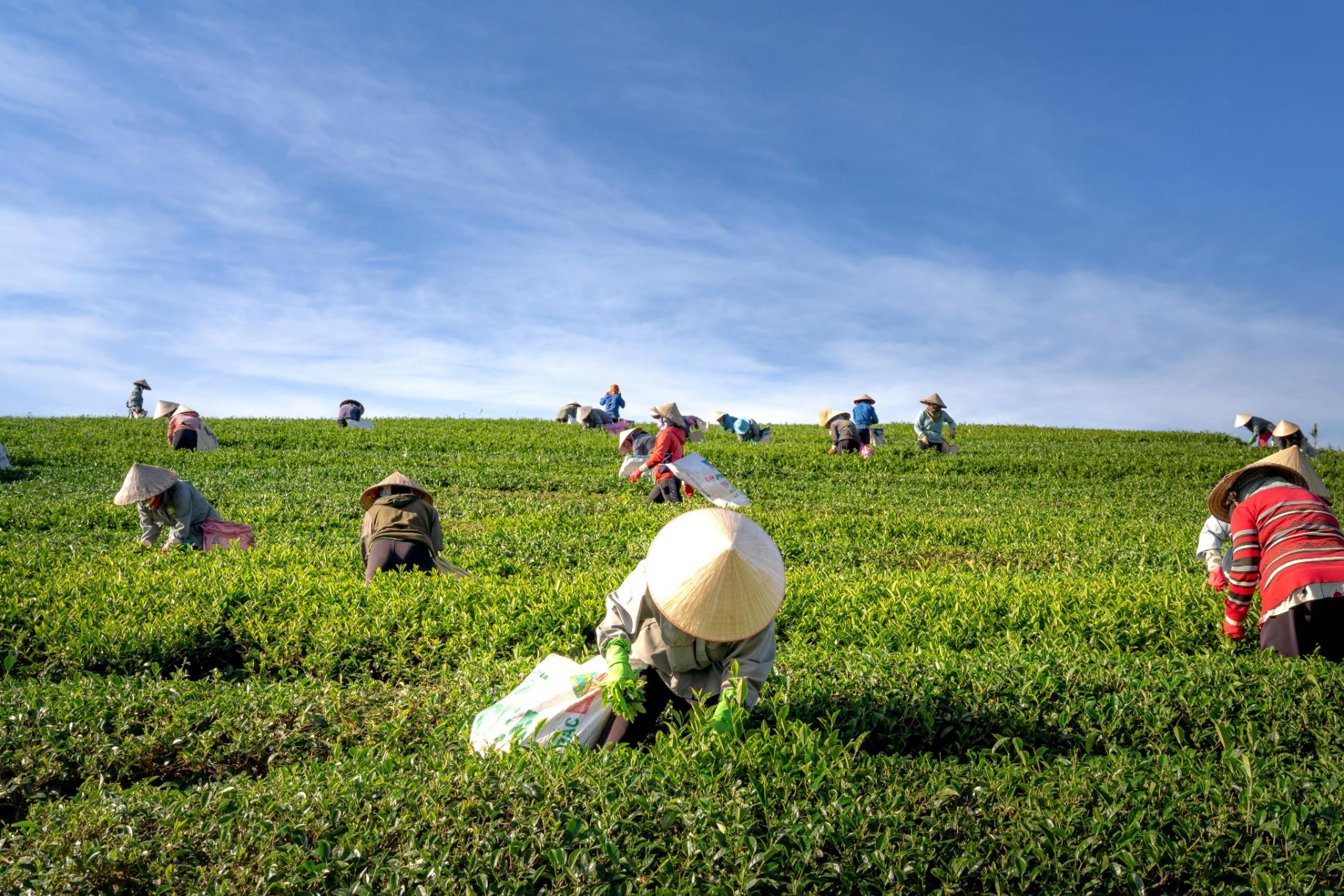 Workers wearing traditional conical hats harvest tea leaves across a lush, vibrant green hillside under a bright blue sky.