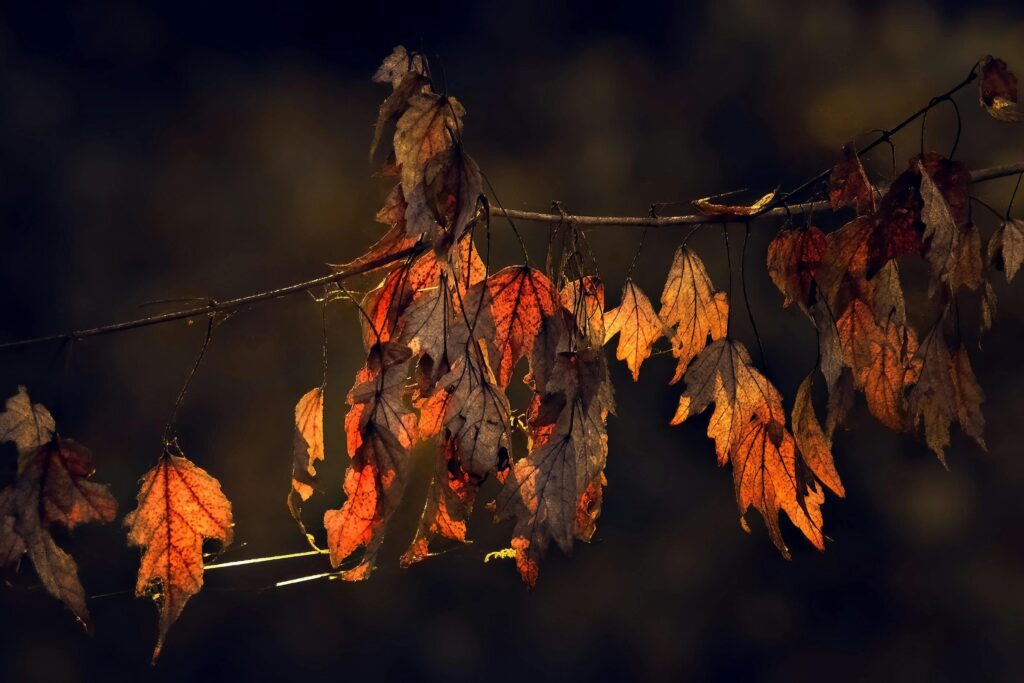 A cluster of withered autumn leaves hangs from a thin branch, glowing with warm orange and amber hues due to dramatic backlighting.