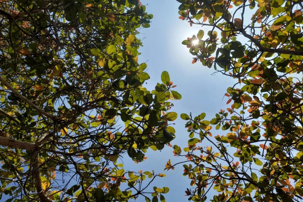 A low-angle view gazes up into a canopy of tree branches adorned with a mix of green and reddish-brown foliage against a clear blue sky.