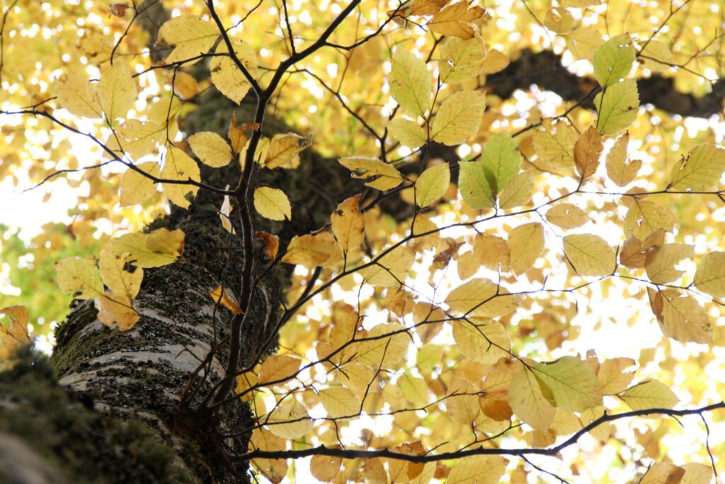 A low-angle perspective looks up the textured, mossy trunk of a tree into a vibrant canopy of yellow and pale green leaves.