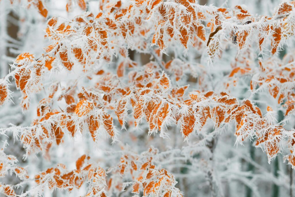 Branches of bright orange leaves are heavily coated in delicate, needle-like white frost crystals.