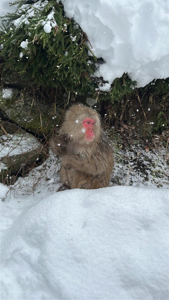 A Japanese macaque with a bright red face and thick brown fur huddles amidst a snowy landscape. Large snowflakes fall around the monkey as it sits tucked against a rocky embankment sheltered by evergreen branches.