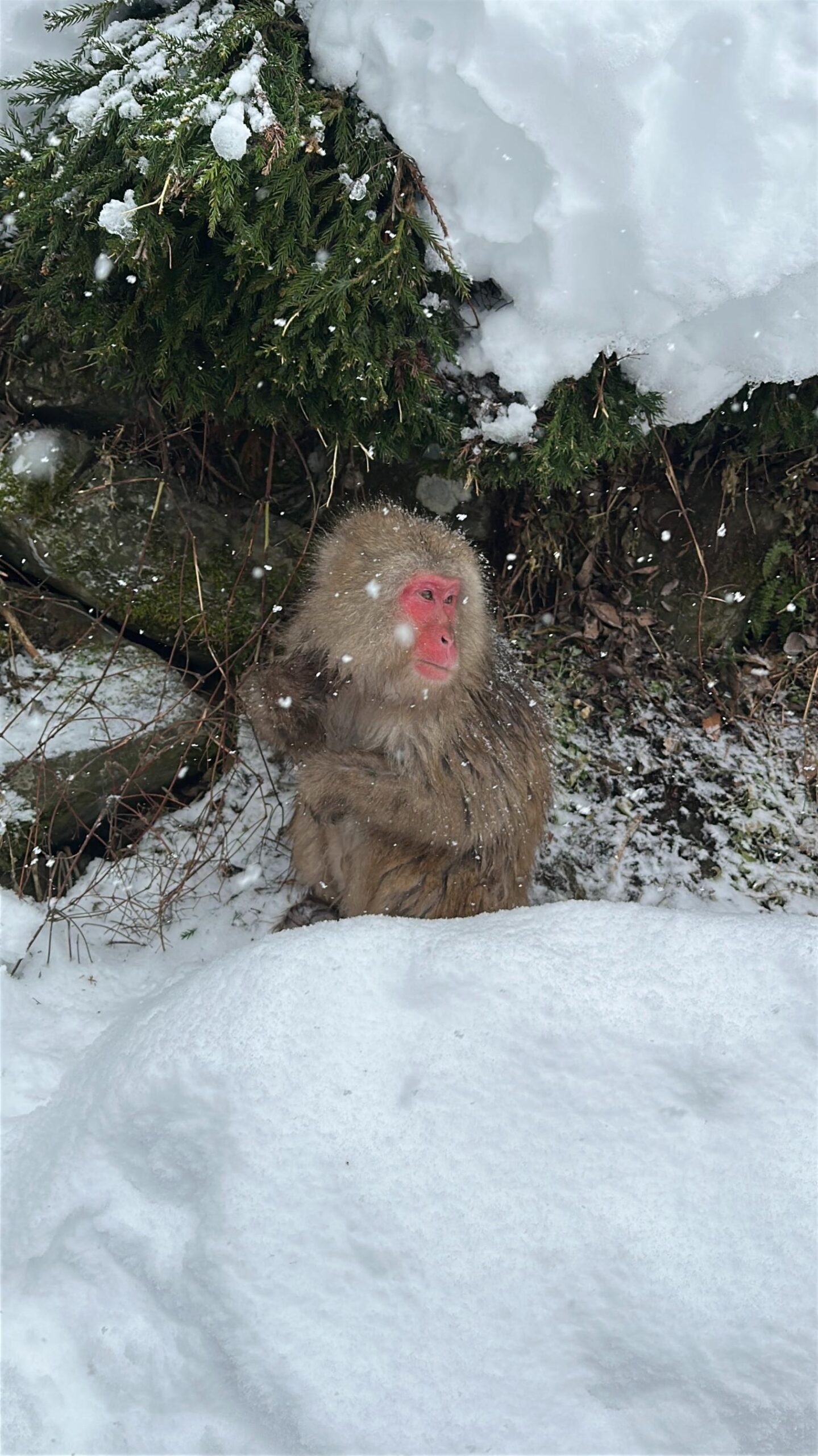 A Japanese macaque with a bright red face and thick brown fur huddles amidst a snowy landscape. Large snowflakes fall around the monkey as it sits tucked against a rocky embankment sheltered by evergreen branches.
