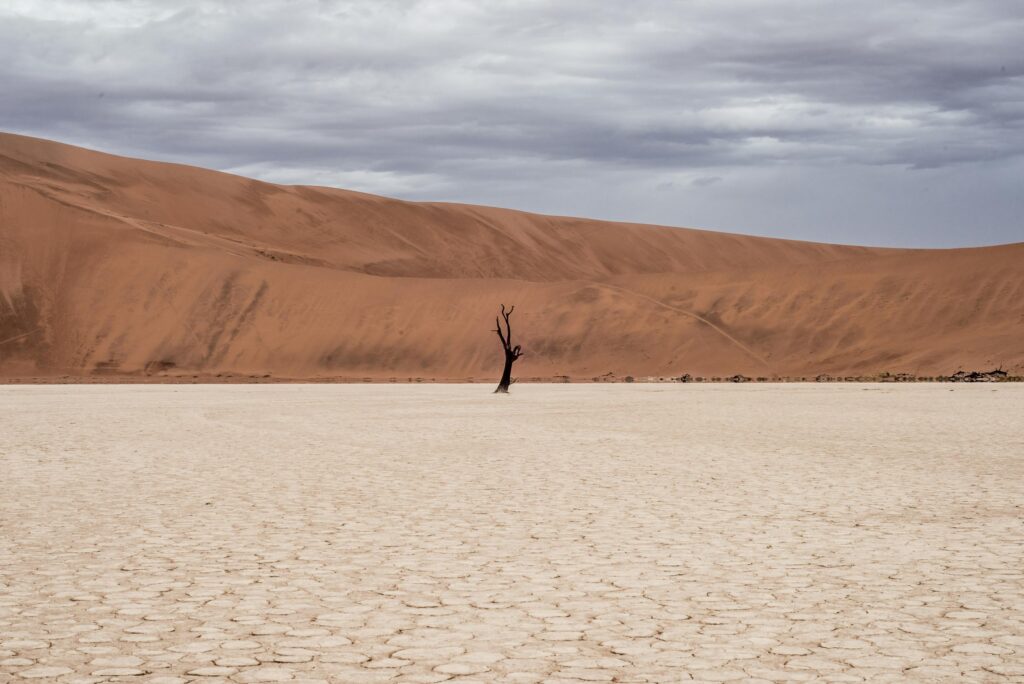 A lone, blackened tree stands in the center of a vast, cracked clay pan under a heavy, overcast sky. Massive orange-red sand dunes rise in the background, creating a stark and desolate landscape.