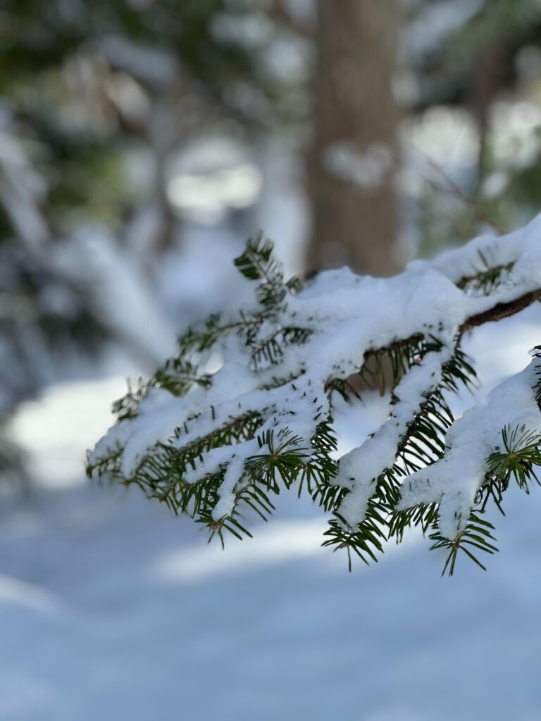 A close-up shot captures a snow-dusted evergreen branch stretching across a soft, blurred winter forest backdrop. The vibrant green needles contrast sharply with the thick white snow and the cool blue shadows on the ground below.