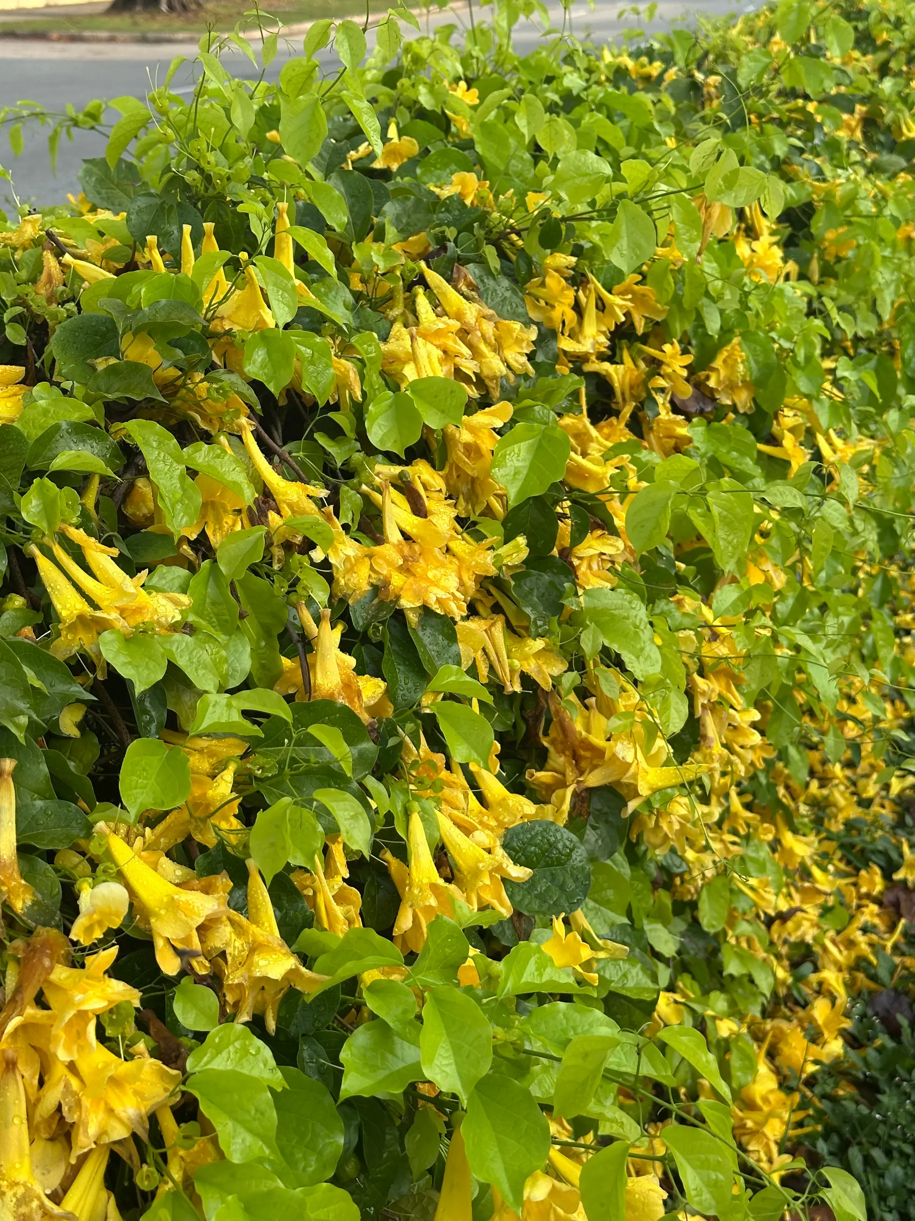 A lush green hedge is densely covered with vibrant yellow, trumpet-shaped flowers that appear slightly damp from recent rain. Many of the blossoms have fallen, scattering a bright trail of yellow petals across the dark ground at the base of the plant.