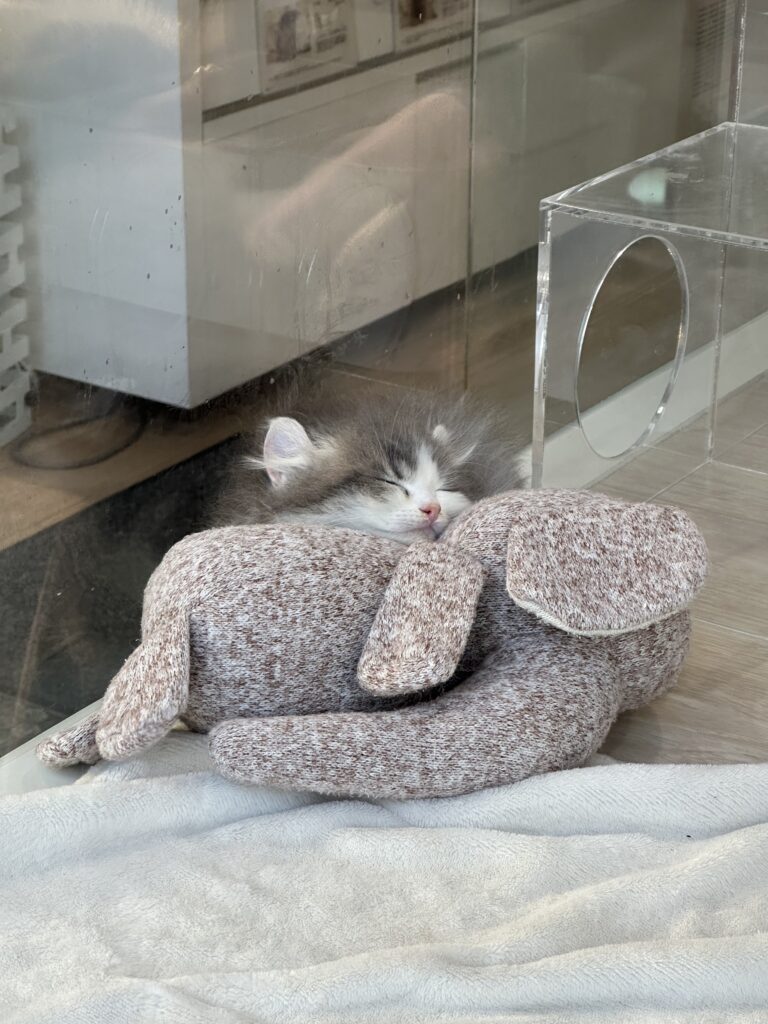 Long-haired grey and white kitten sleeping soundly on a plush brown stuffed animal.