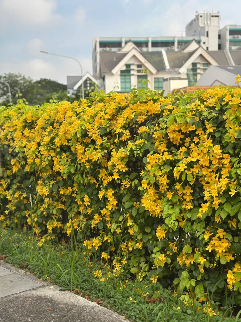 A lush hedge of vibrant yellow trumpet-shaped flowers stretches across the foreground, bordering a concrete walkway. In the background, modern white residential buildings with gabled roofs stand under a soft, overcast sky.