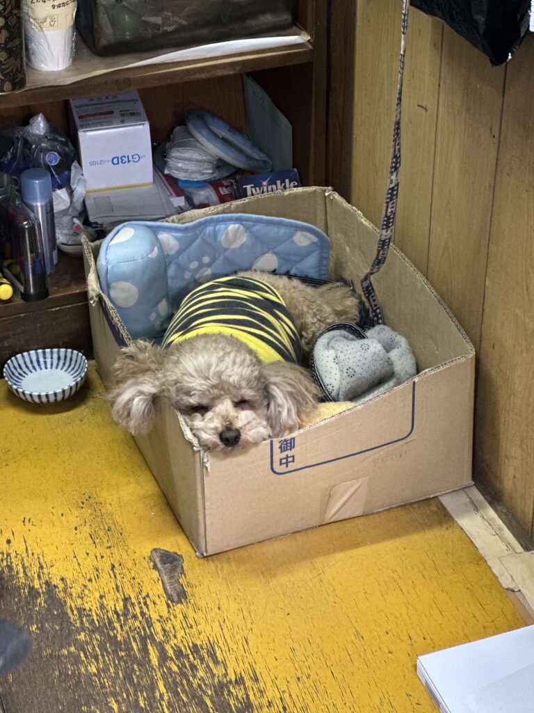 Cream-colored Poodle wearing a yellow and black striped shirt resting its head on the edge of a cardboard box.