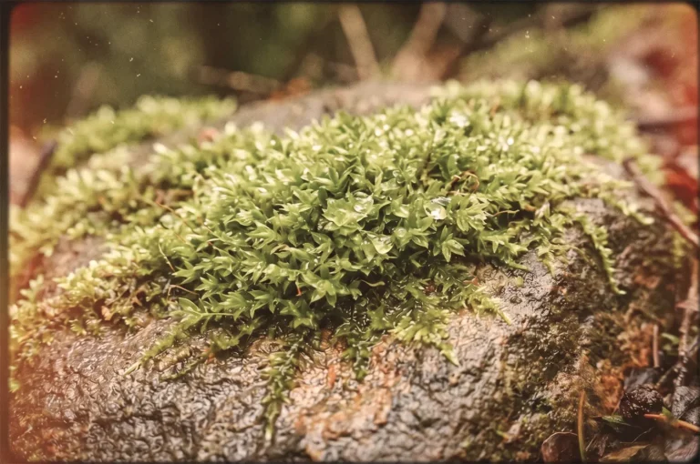 Vibrant green moss with tiny water droplets grows on a wet rock in a forest setting.