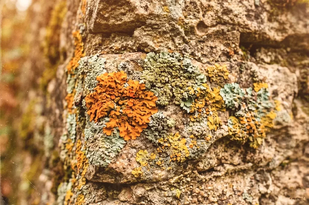 Yellow, orange, and pale green lichen growing on the textured surface of an old stone wall.