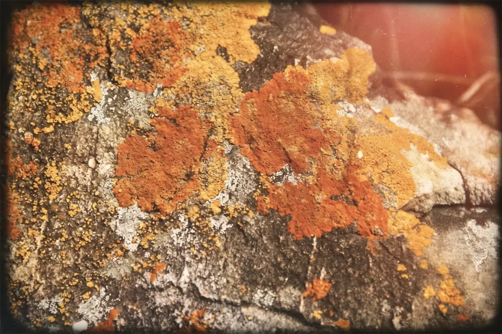 A close-up of vibrant orange and yellow lichen spreading across the surface of a dark, textured rock.