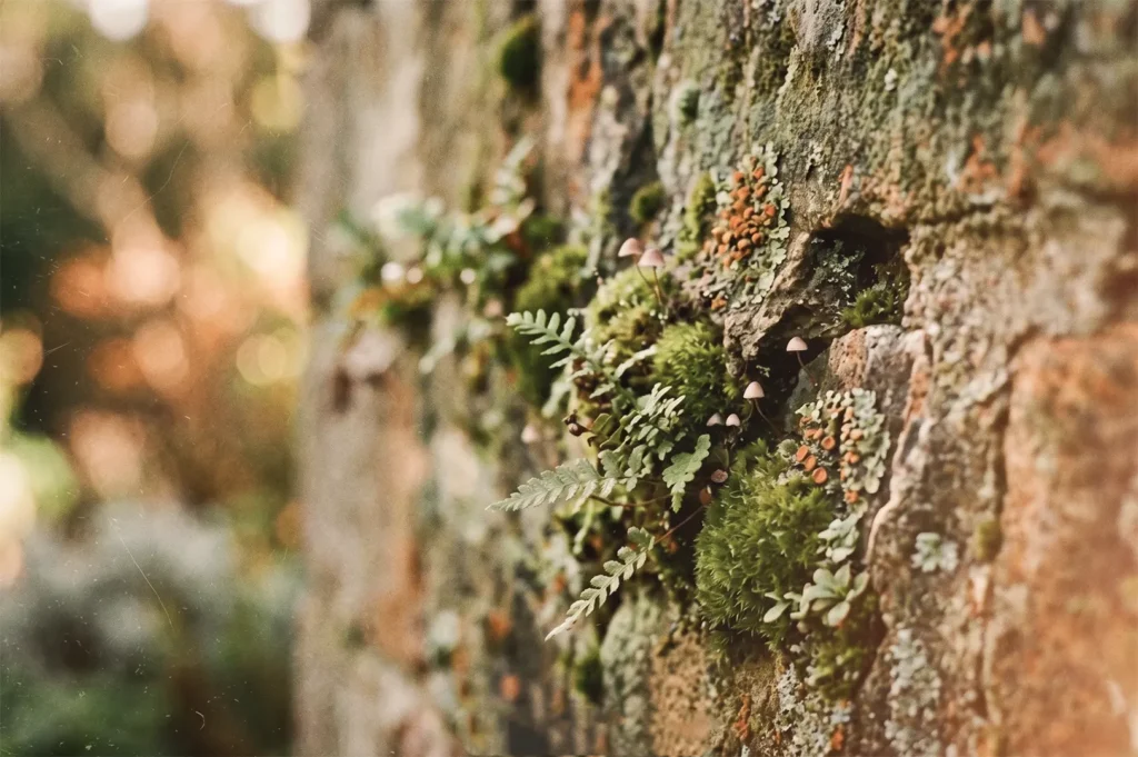 Green moss, small ferns, and tiny mushrooms grow from the crevices of an old, weathered stone wall.