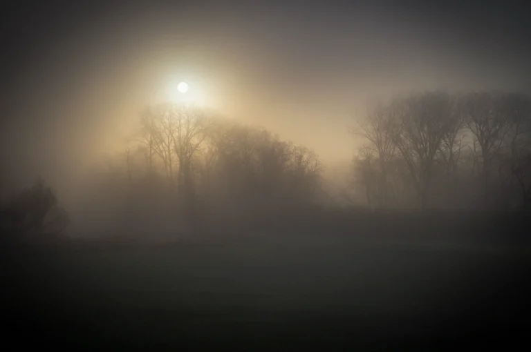 Sunrise shining through dense morning fog over a forest of bare trees, creating a serene misty landscape with soft golden light and a tranquil atmosphere.