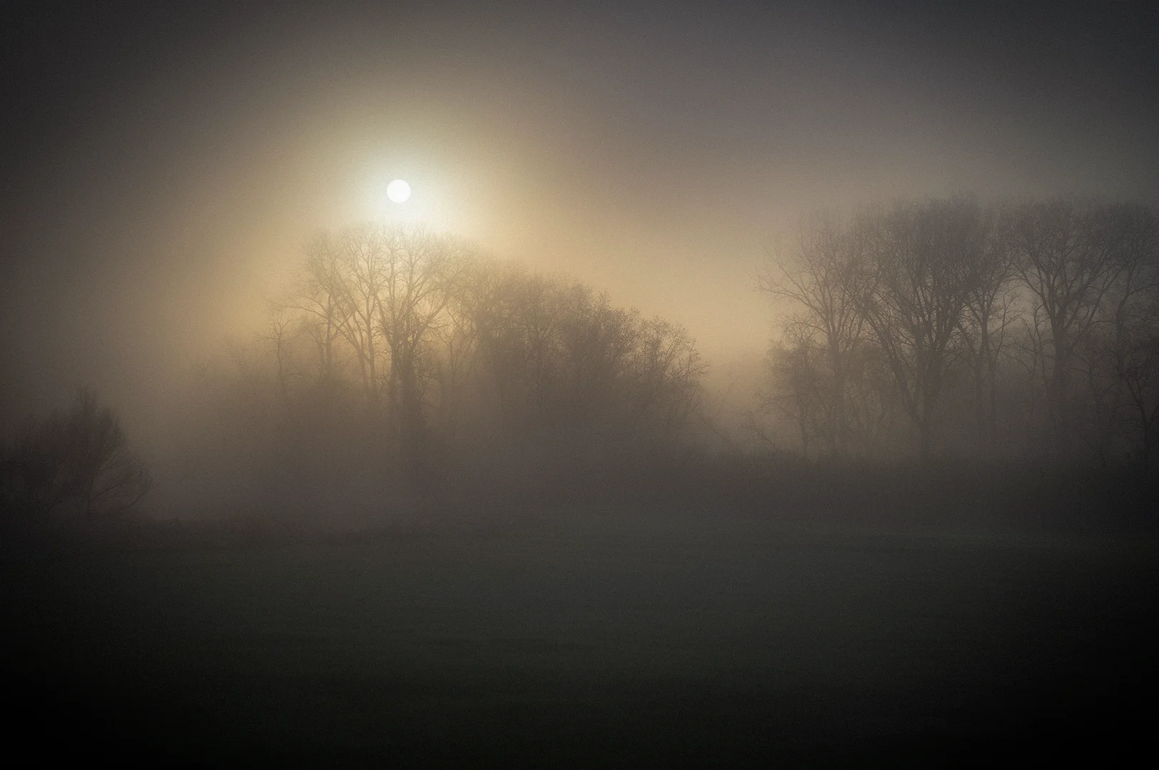 Sunrise shining through dense morning fog over a forest of bare trees, creating a serene misty landscape with soft golden light and a tranquil atmosphere.