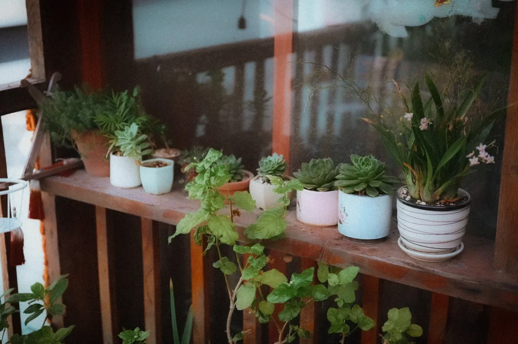 Collection of potted succulents and indoor plants displayed on a rustic wooden window shelf, creating a cozy garden-inspired home décor setting.