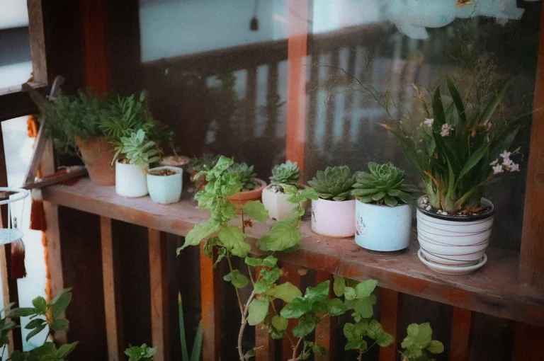 Collection of potted succulents and indoor plants displayed on a rustic wooden window shelf, creating a cozy garden-inspired home décor setting.