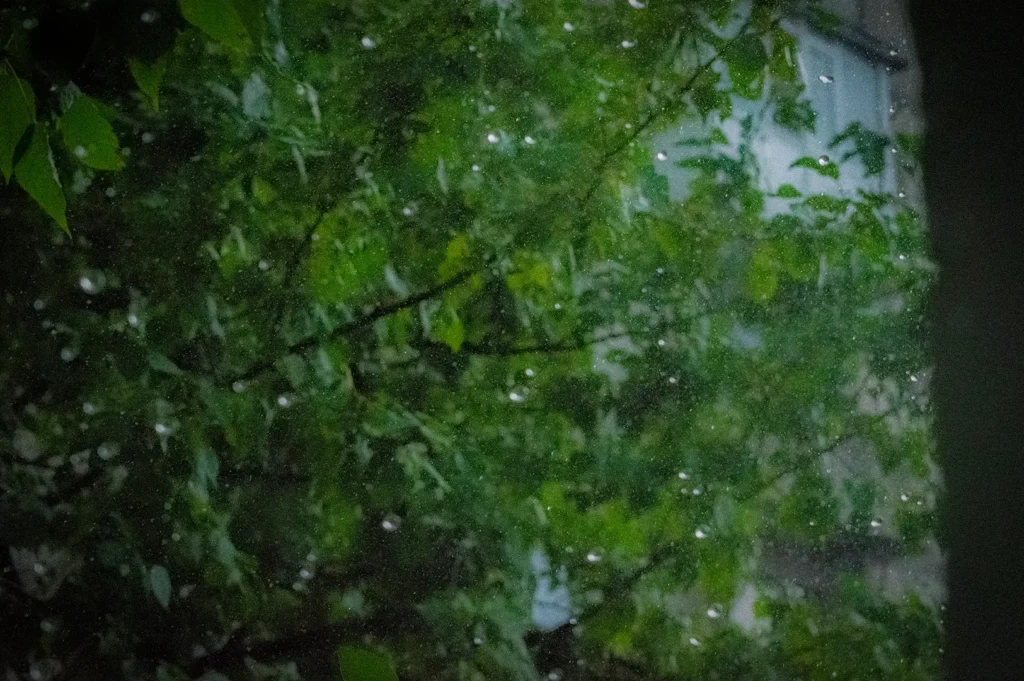 View through a rain-speckled window of dense green tree branches on a rainy day, with blurred leaves and a faint building visible in the background, creating a soft, moody atmosphere.