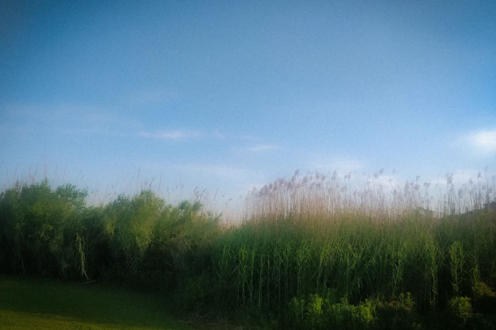 Tall green grass field under a clear blue sky with natural vegetation and open landscape scenery on a sunny day.