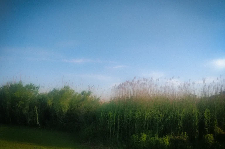 Tall green grass field under a clear blue sky with natural vegetation and open landscape scenery on a sunny day.