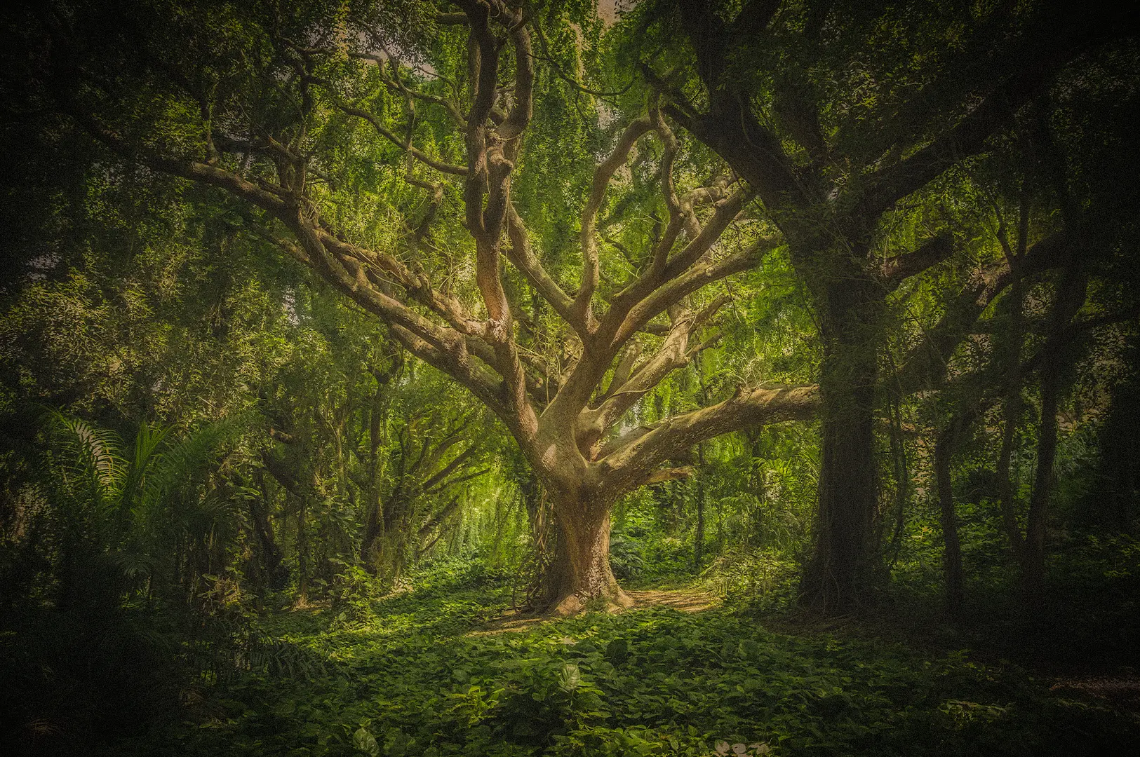 Ancient tropical rainforest with towering trees, sprawling branches, dense green foliage, and sunlight filtering through the lush forest canopy.