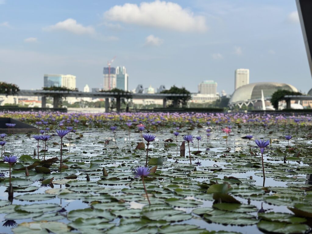Purple water lilies blooming across a tranquil pond in Singapore, with the city skyline and iconic architectural landmarks visible in the background.